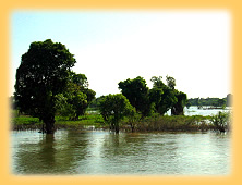 Mangroven vor der Muendung in den Tonle Sap Lake