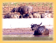 Wasserbueffel am Mekong