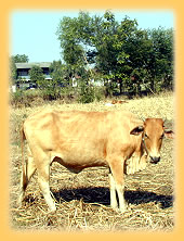 Auf den ausgedoerrten Reisfeldern des Isan