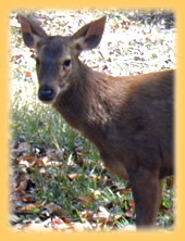 Khao Yai Nationalpar