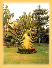 Bananenbaum in der Palm Garden Lodge