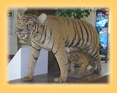 Ausgestopfter Tiger am Hauptquartier des Khao Yai Nationalparks