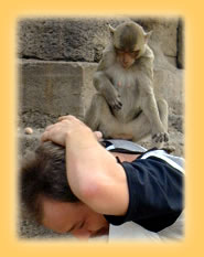 Affe in Lopburi auf der Suche nach Beute