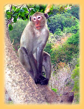 Makake am Khao Chakhan